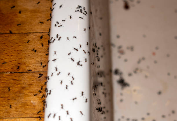 Best Pest Control for Homes  in Cerritos, CA